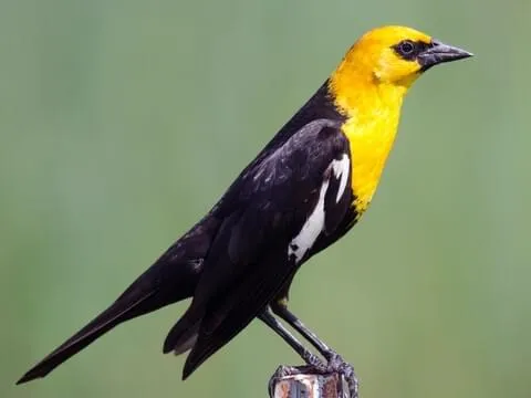 Yellow-Headed Blackbird