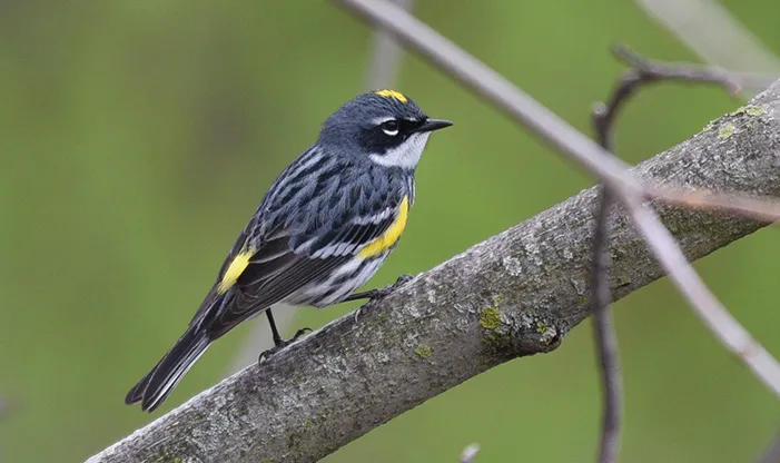 Birds Of Arizona: 23 Dainty Species In Grand Canyon State