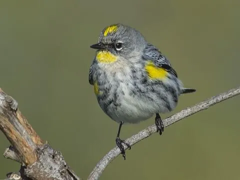 Yellow-Rumped Warbler