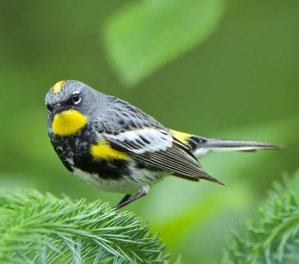 Yellow-Rumped Warbler