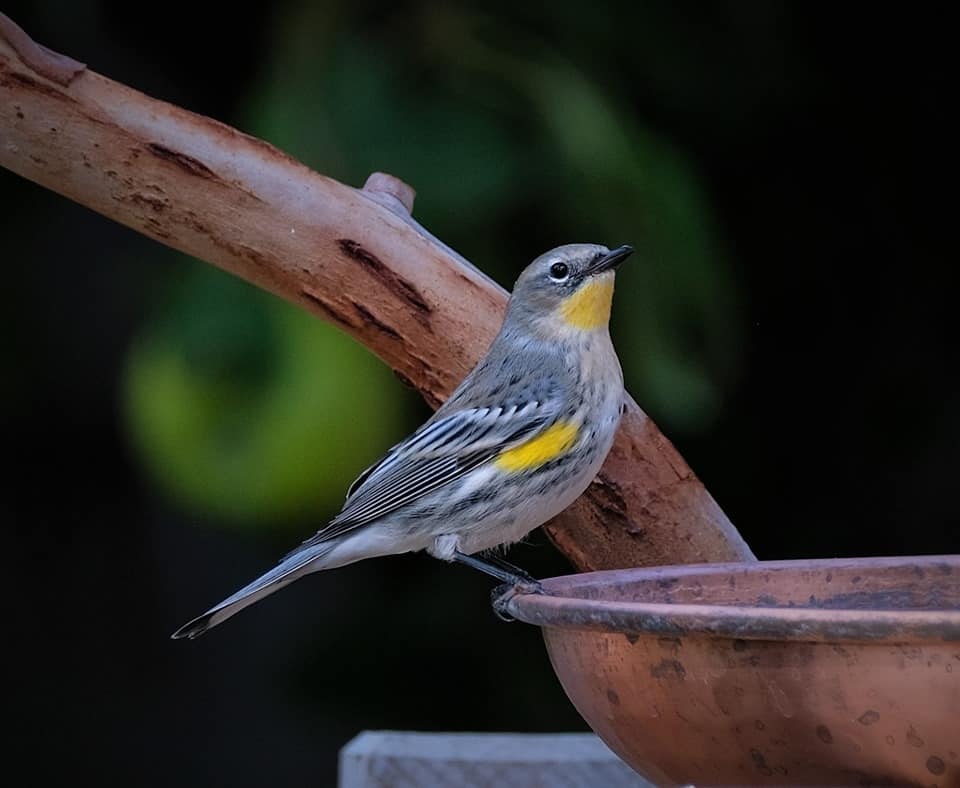 Yellow-Rumped Warbler