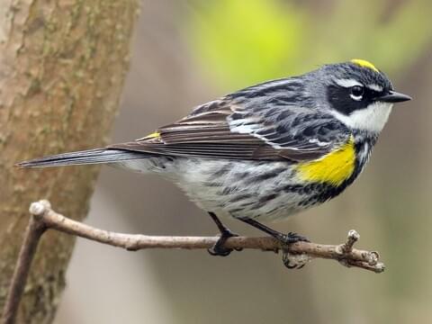 Yellow-Rumped Warbler