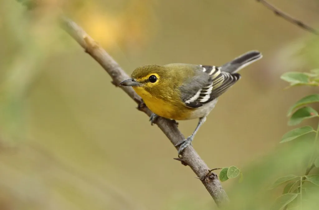 Yellow-Throated Vireo