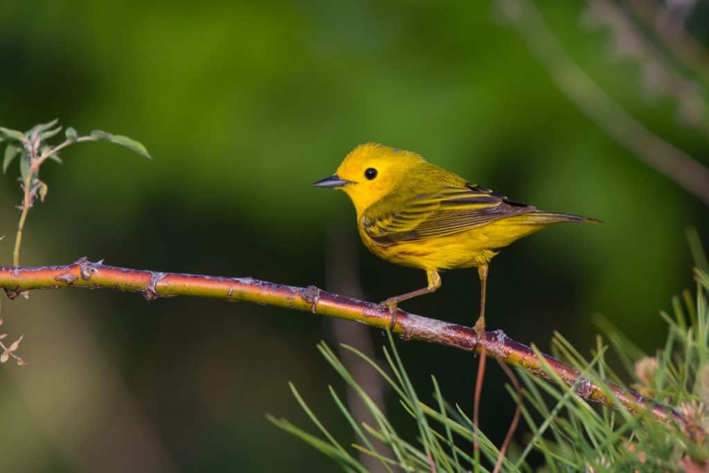 Yellow Warbler