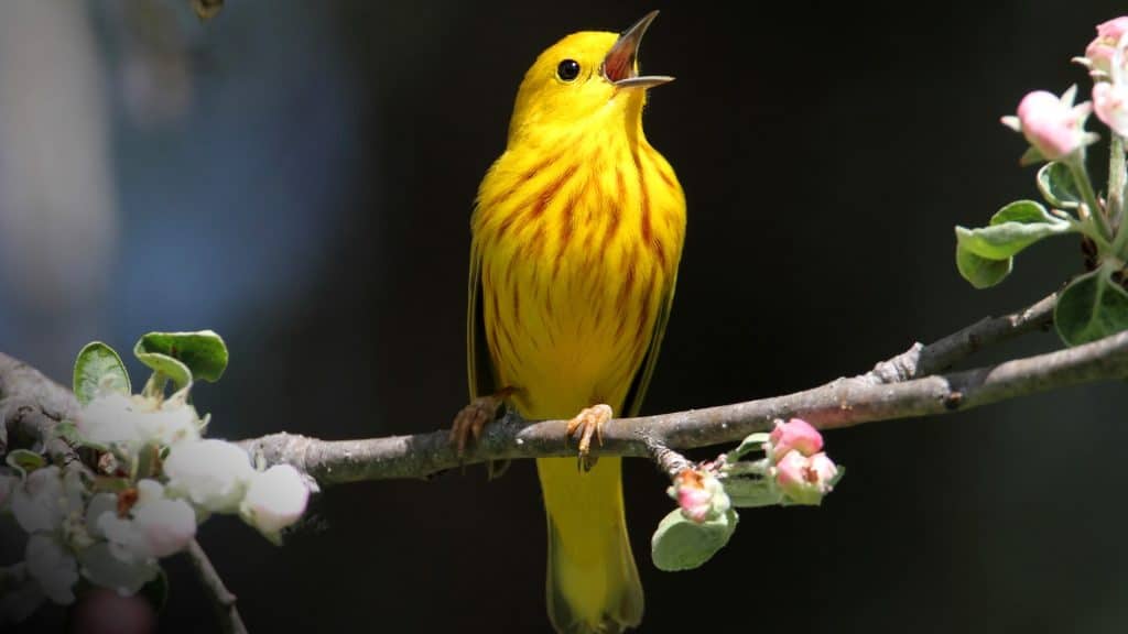 Yellow Warbler