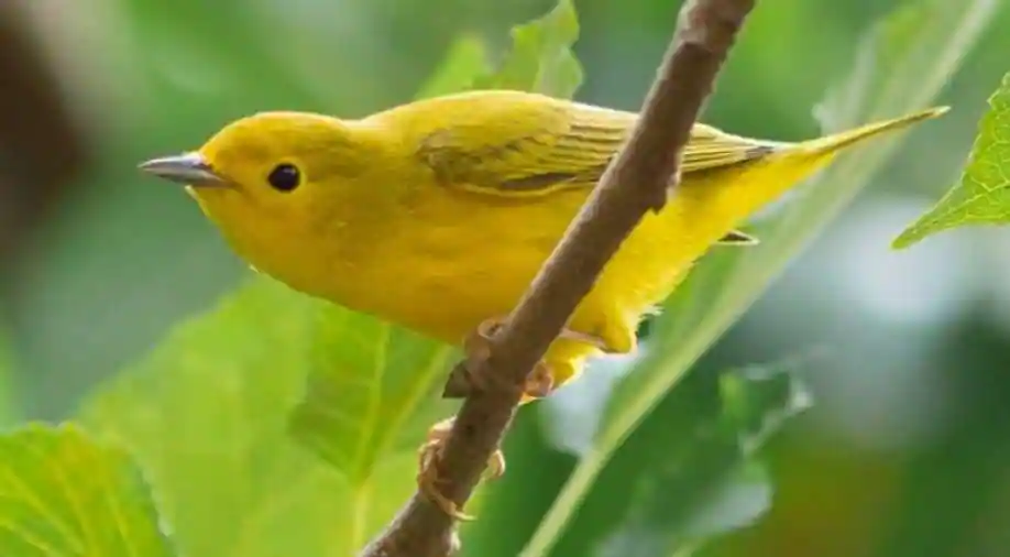 Yellow Warbler