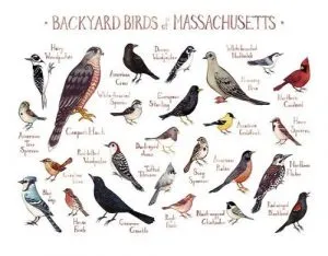 birds of massachusetts