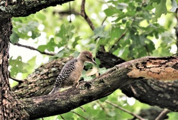 Red-bellied Woodpecker