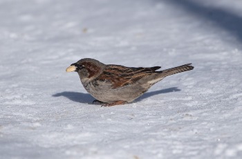 House Sparrow