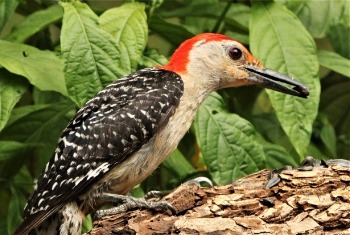 Red-bellied Woodpecker