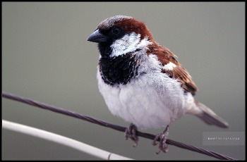 House Sparrow