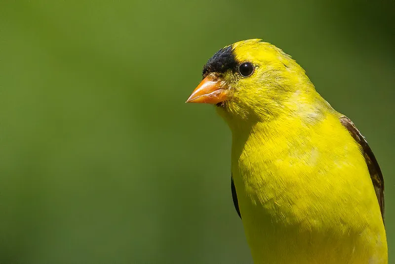 American Goldfinch