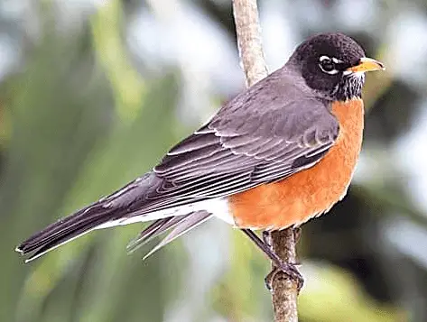 American Robin