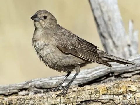 Brown-headed Cowbird