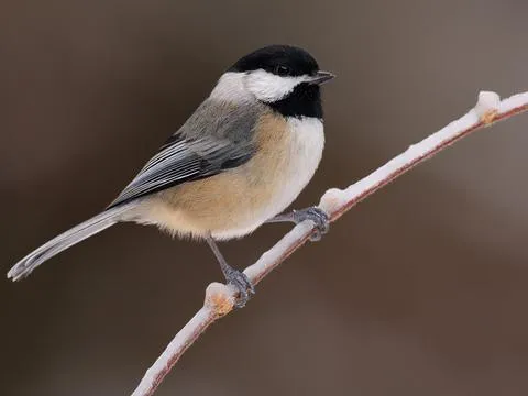 Carolina Chickadee