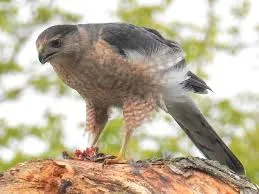 Cooper's Hawk