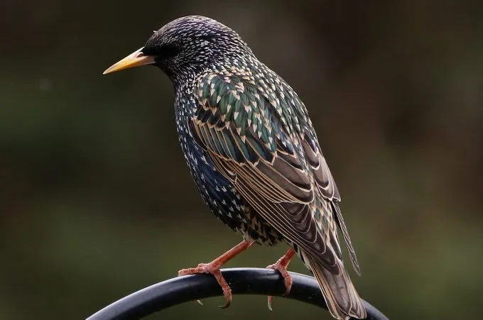 European Starling