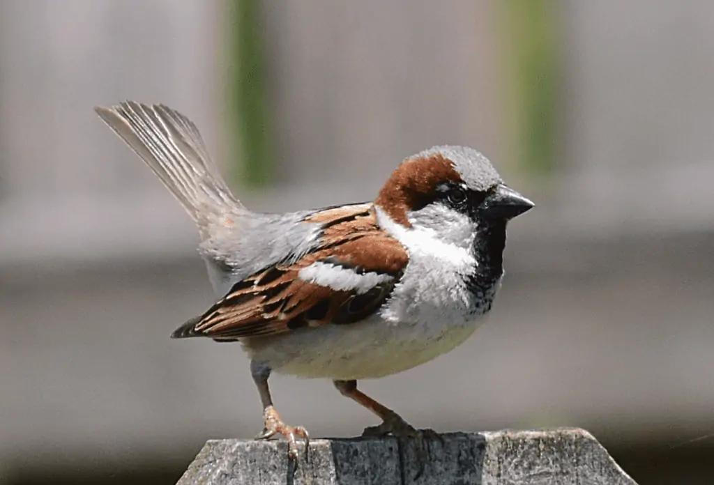 House Sparrow