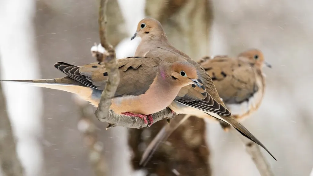 Mourning Dove