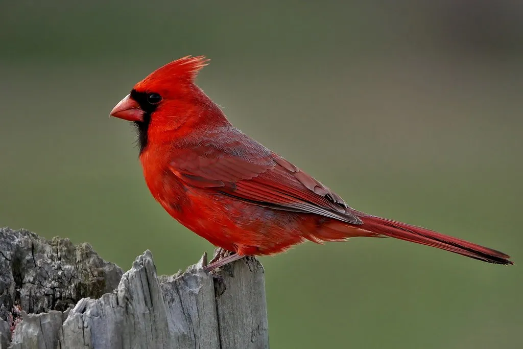 Northern Cardinal