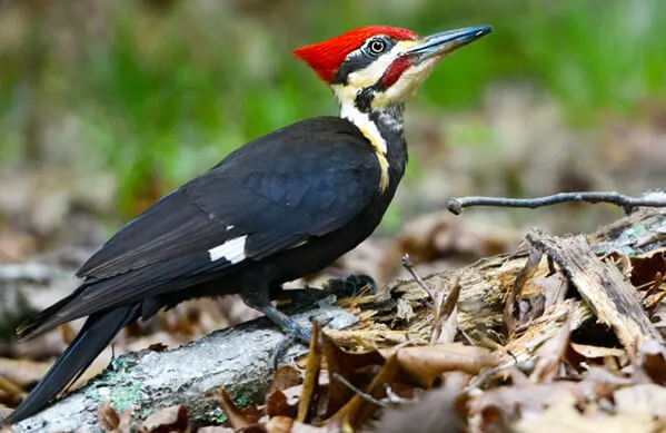 Pileated Woodpecker