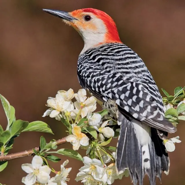 Red-bellied Woodpecker