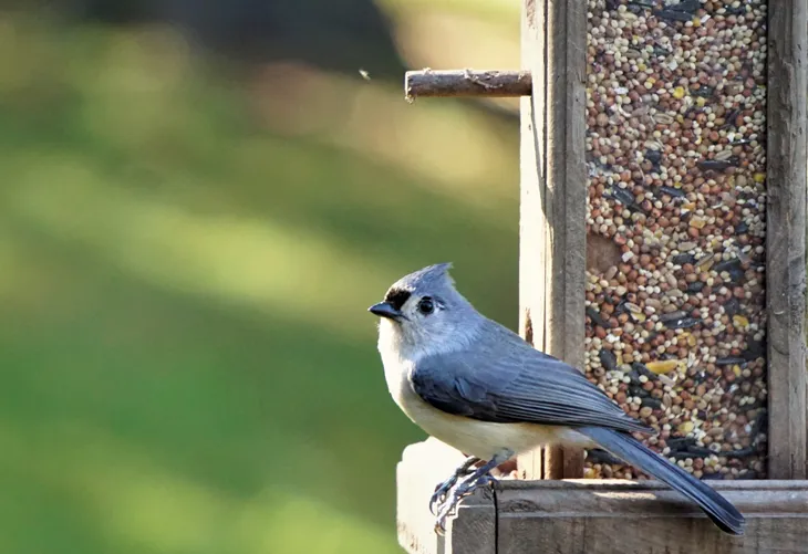 Tufted Titmouse