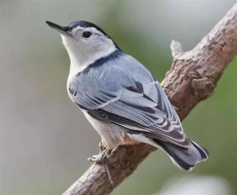 White-breasted Nuthatch