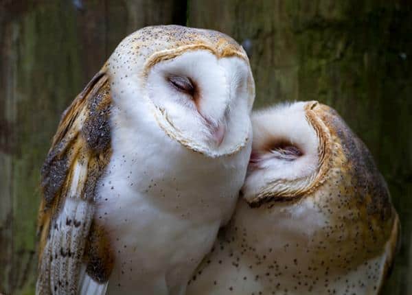 Barn Owl