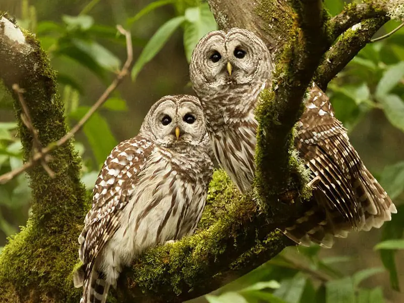 Barred Owl