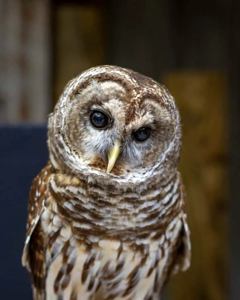 Barred Owl