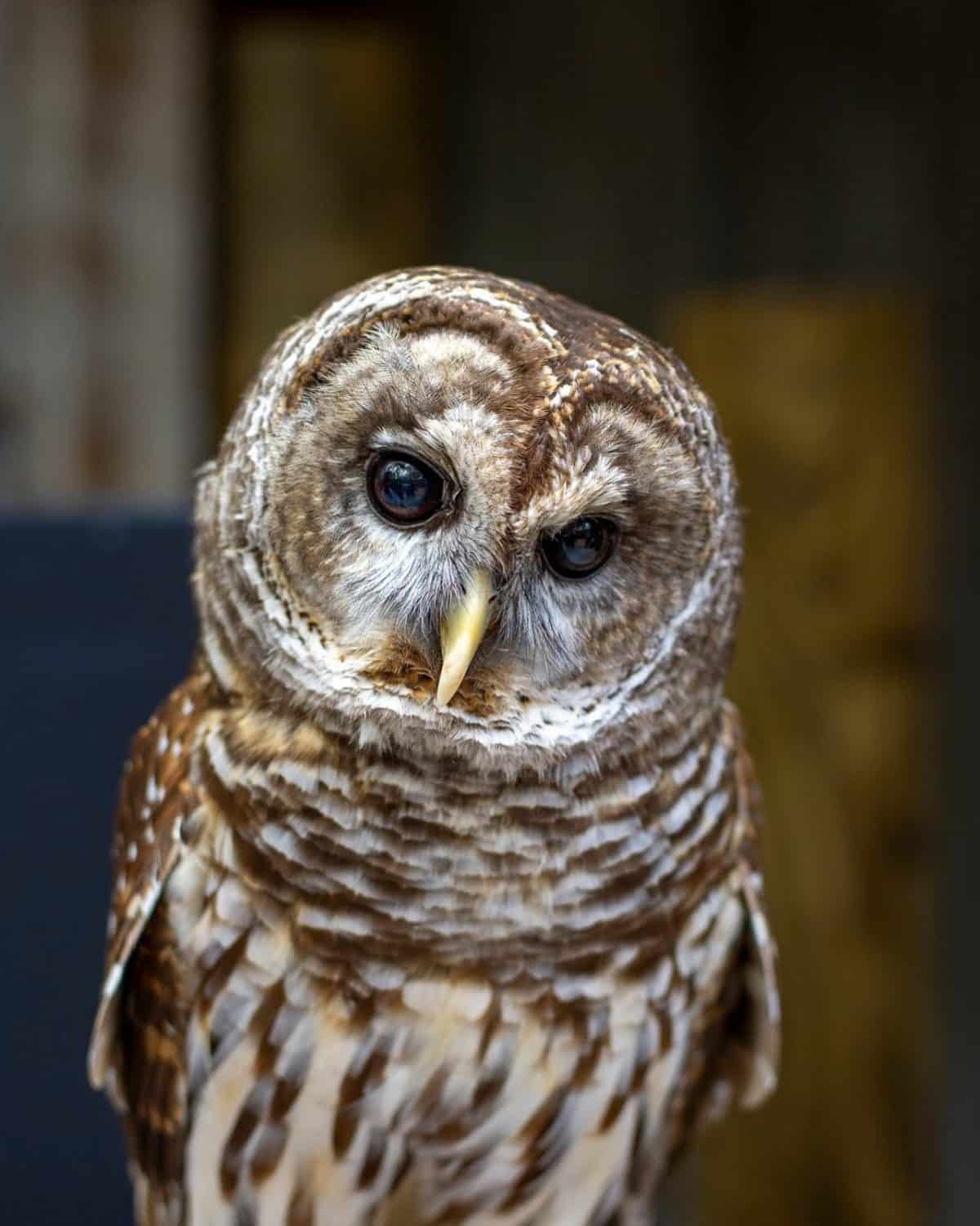Owls In Top 7 Hot, Hooting Species In State