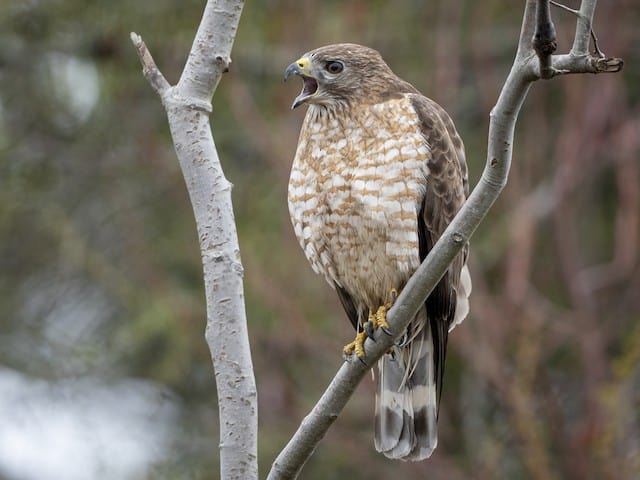 Broad Winged Hawk