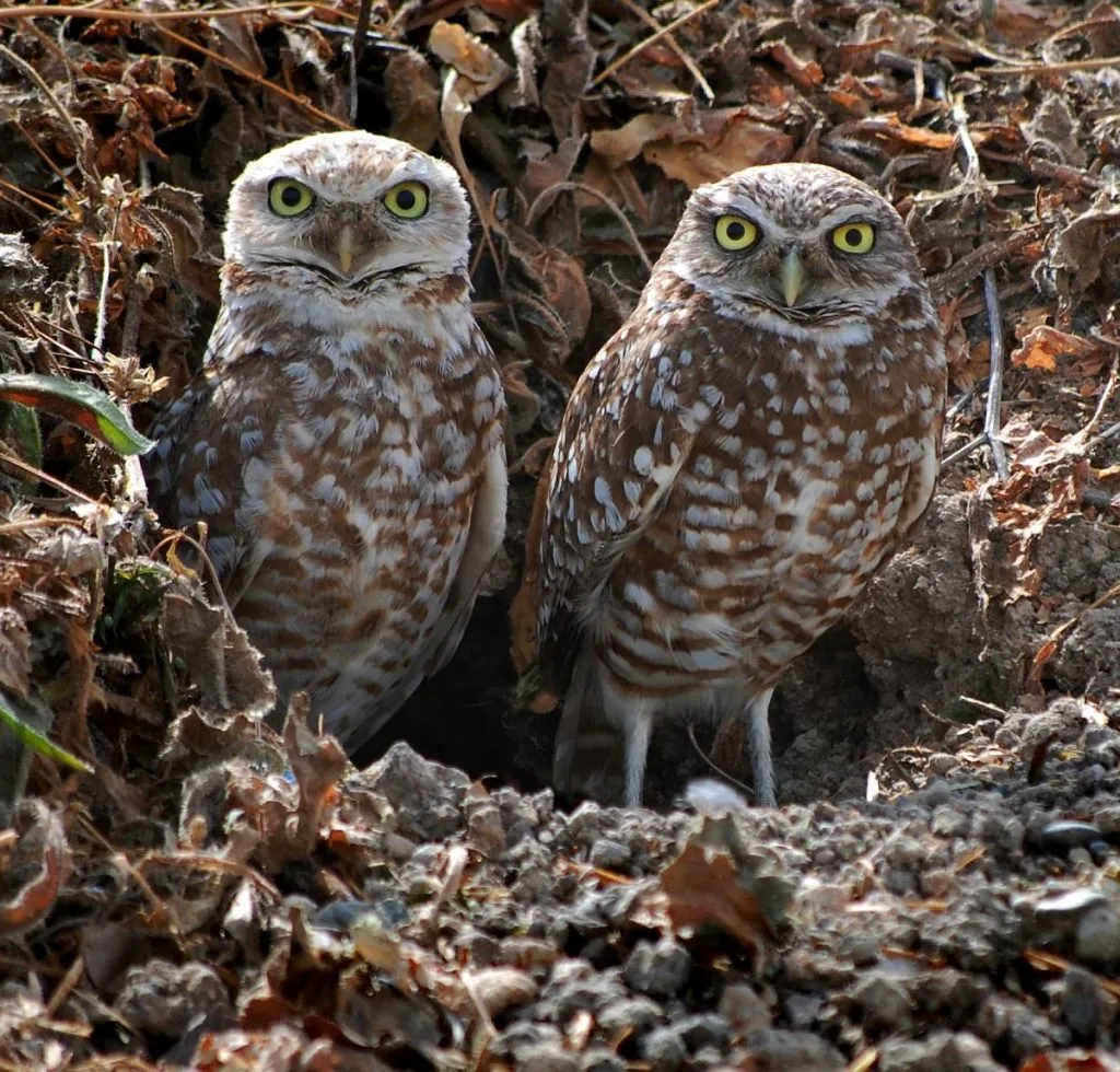 Burrowing Owl