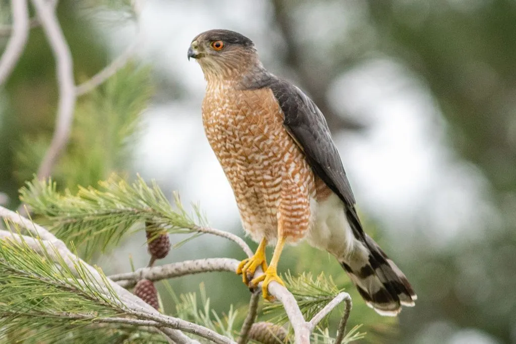 Cooper's  Hawk