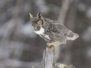 Great Horned Owl