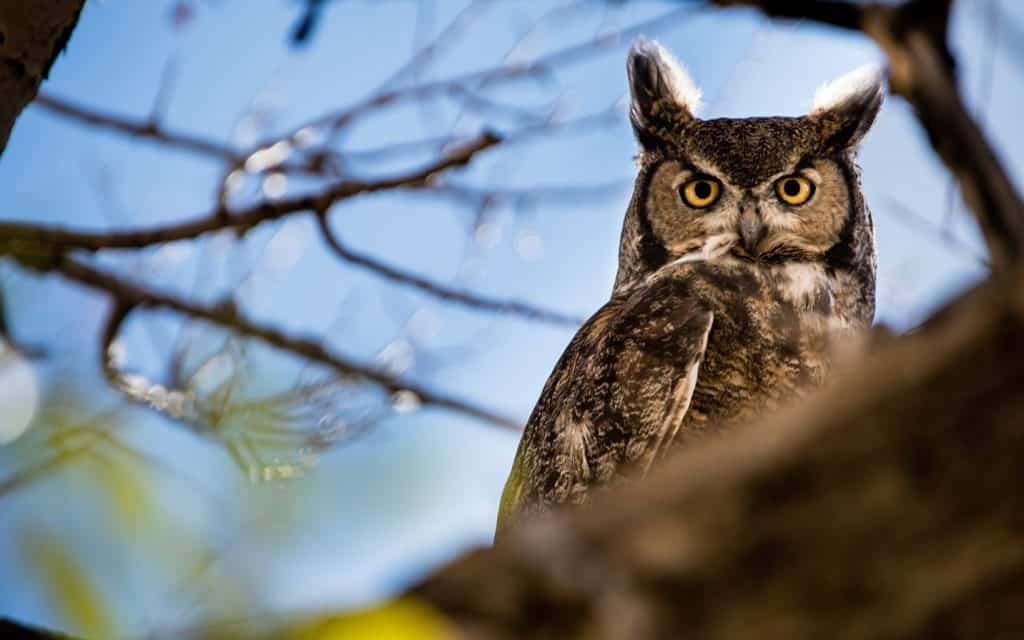 Great-horned Owl