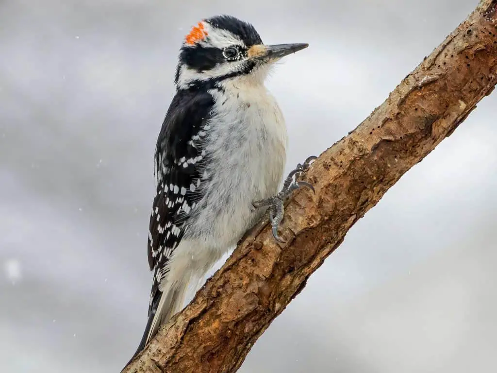 Hairy Woodpecker