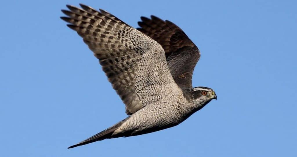 Northern Goshawk