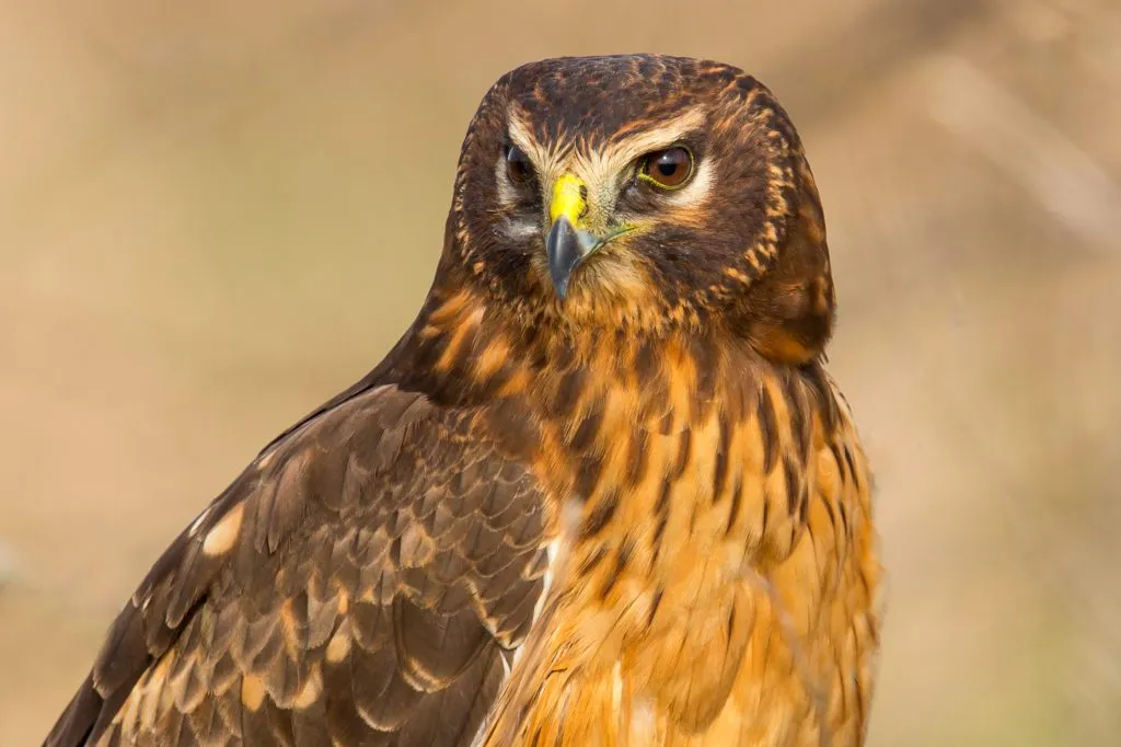 Northern Harrier