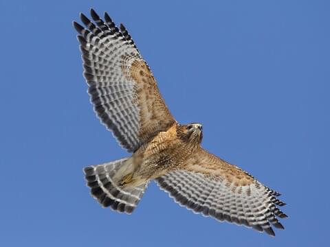 Red Shouldered Hawk