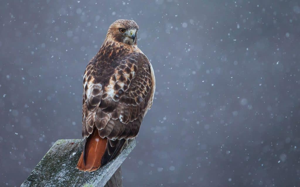 Red-Tailed Hawk