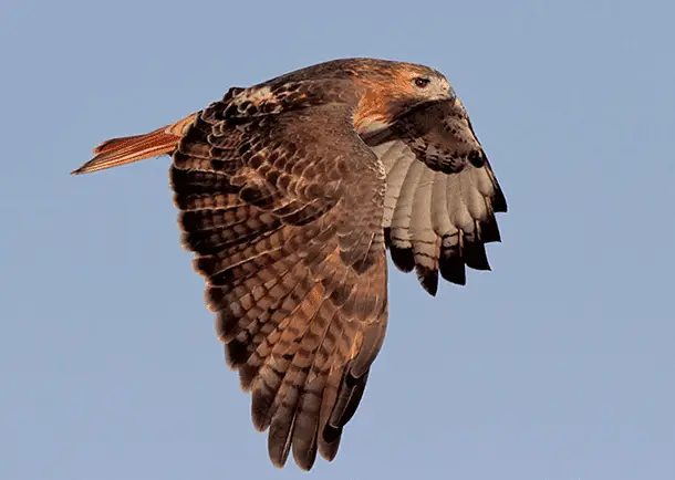 Red-tailed Hawk