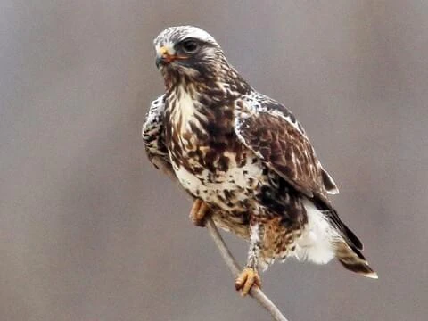 Rough Legged Hawk