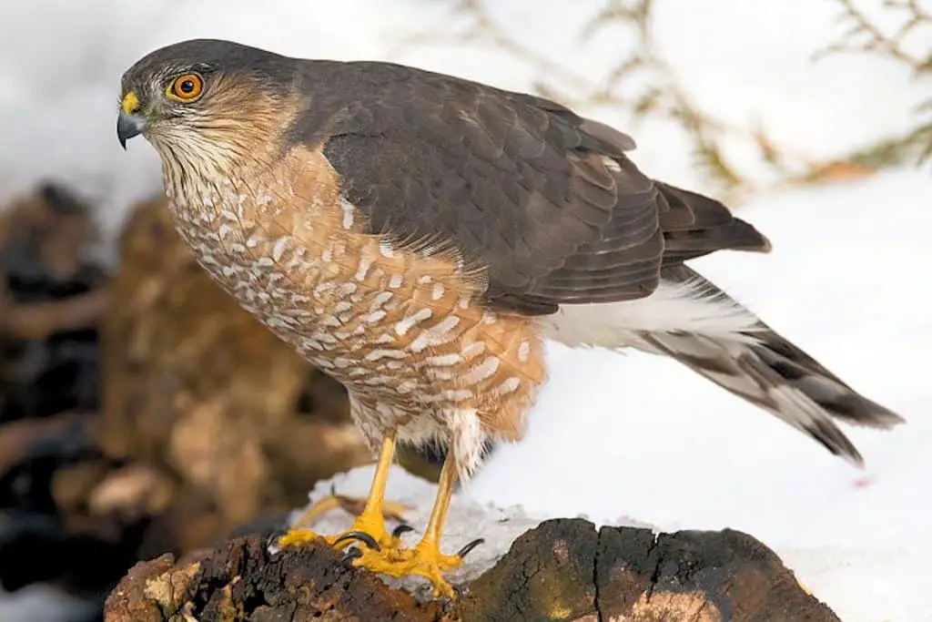 Sharp Shinned Hawk