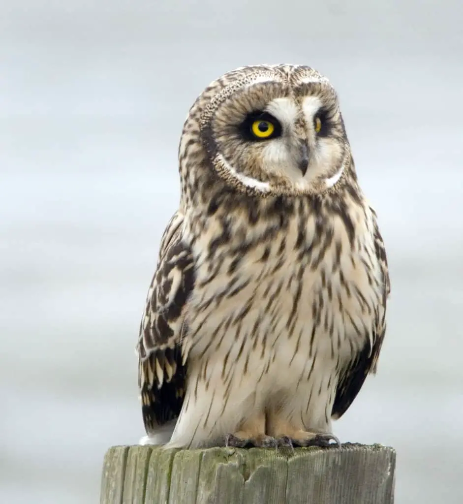 Short-Eared Owl