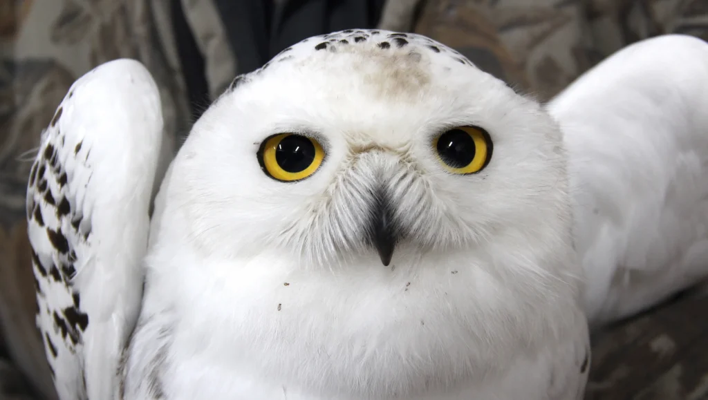 Snowy Owl