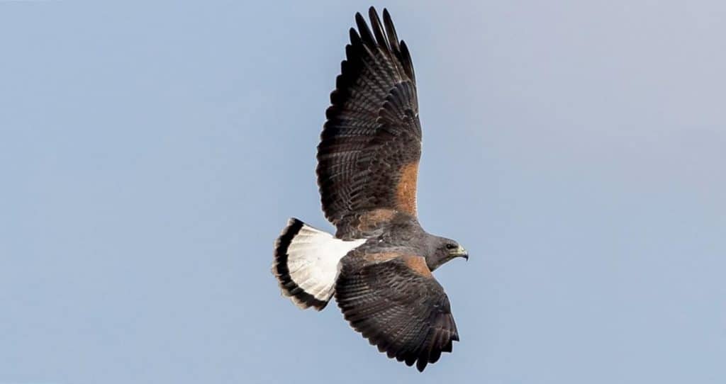 White Tailed Hawk